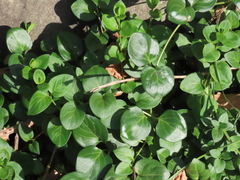 Vinca major