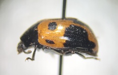 Diaperis maculata