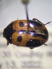 Diaperis maculata