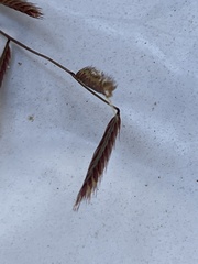 Bouteloua gracilis