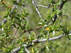 Larrea divaricata