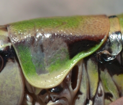 Anonconotus occidentalis