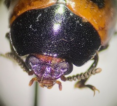 Diaperis maculata