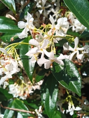 Trachelospermum jasminoides