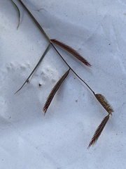 Bouteloua gracilis
