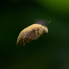 Xylocopa aestuans