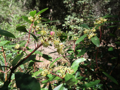 Tasmannia lanceolata