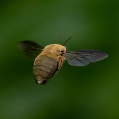 Xylocopa aestuans