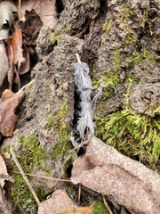 Sitta carolinensis