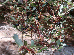 Tasmannia lanceolata