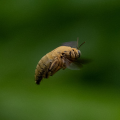 Xylocopa aestuans