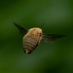 Xylocopa aestuans