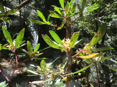 Tasmannia lanceolata