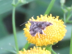 Anthophila fabriciana