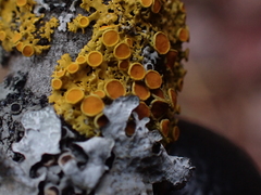 Xanthomendoza hasseana