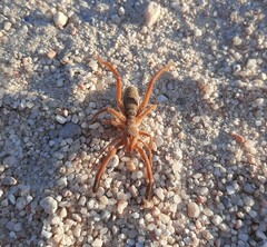 Gluvia dorsalis