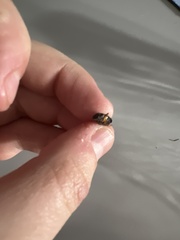 Harpalus pensylvanicus