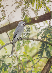 Dicrurus leucophaeus leucogenis