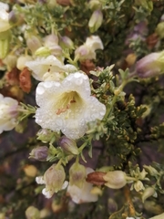 Lycium bridgesii