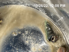 Terebridae