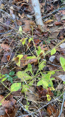 Elephantopus carolinianus