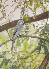 Dicrurus leucophaeus leucogenis