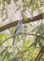 Dicrurus leucophaeus leucogenis