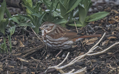 Passerella iliaca iliaca