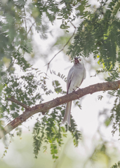 Dicrurus leucophaeus leucogenis