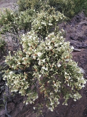Lycium bridgesii