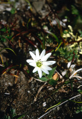 Stellaria eschscholtziana