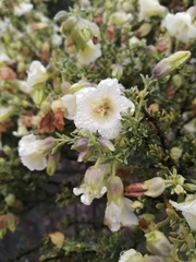 Lycium bridgesii