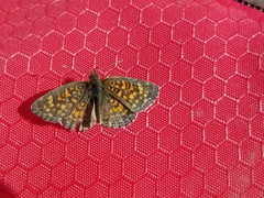 Phyciodes graphica