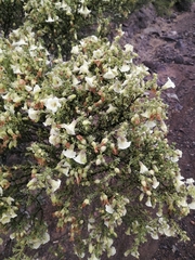 Lycium bridgesii