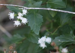 Ageratina havanensis
