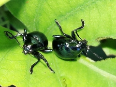 Typophorus