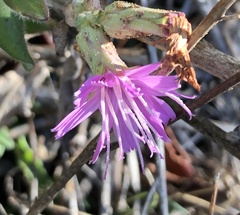 Stephanomeria cichoriacea