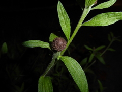 Centaurea nigra