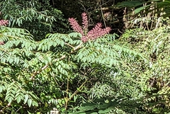 Aralia decaisneana