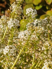 Lobularia