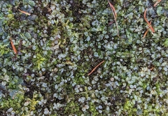Mniaceae