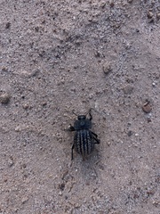 Philolithus sordidus