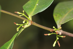 Melodinus australis