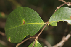 Melodinus australis