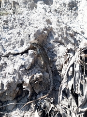 Stenocercus guentheri