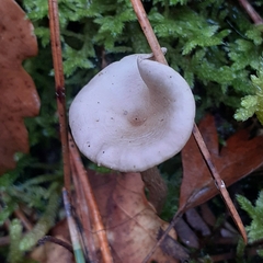 Cantharellula umbonata