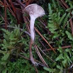 Cantharellula umbonata