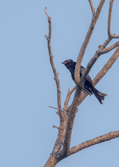 Dicrurus hottentottus