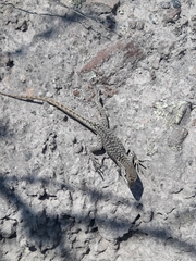 Stenocercus guentheri