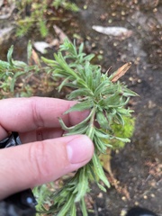 Epilobium hirtigerum